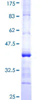 SDS-PAGE - Recombinant Human Alas1 protein (GST tag N-Terminus) (AB114537)