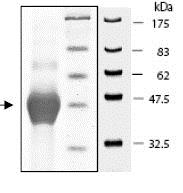SDS-PAGE - Recombinant Human ALAS2/ASB protein (His tag N-Terminus) (AB79941)