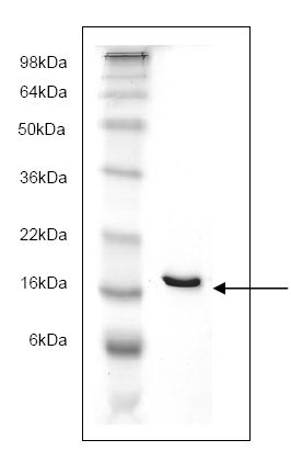 SDS-PAGE - Recombinant Human ALBP protein (AB166878)