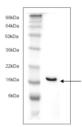 SDS-PAGE - Recombinant Human ALBP protein (AB166878)