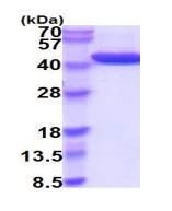 SDS-PAGE - Recombinant Human Alcohol Dehydrogenase protein (His tag) (AB219442)