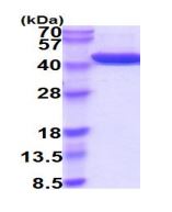 SDS-PAGE - Recombinant Human Alcohol Dehydrogenase protein (His tag C-Terminus) (AB219442)