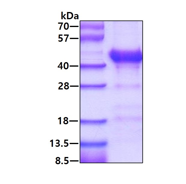 SDS-PAGE - Recombinant Human Alcohol Dehydrogenase protein (His tag N-Terminus) (AB123147)