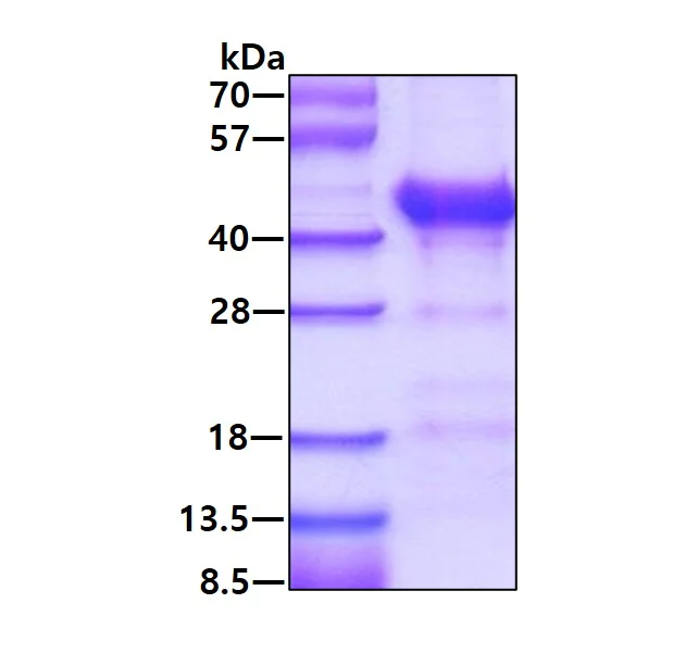 SDS-PAGE - Recombinant Human Alcohol Dehydrogenase protein (His tag N-Terminus) (AB123147)