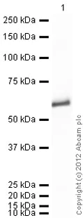 Western blot - Recombinant Human ALDH1A1 protein (Tag Free) (AB89491)