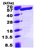 SDS-PAGE - Recombinant human ALDH3A1 protein (AB93463), expandable thumbnail