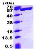 SDS-PAGE - Recombinant human ALDH3A1 protein (His tag N-Terminus) (AB93463)