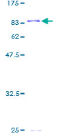SDS-PAGE - Recombinant Human ALDH4A1/P5CDH protein (GST tag N-Terminus) (AB160138)