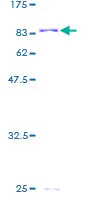 SDS-PAGE - Recombinant Human ALDH4A1/P5CDH protein (GST tag N-Terminus) (AB160138)