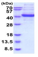 SDS-PAGE - Recombinant human Aldolase C protein (AB227413), expandable thumbnail