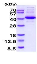 SDS-PAGE - Recombinant Human Aldolase C protein (Tag Free) (AB222356)