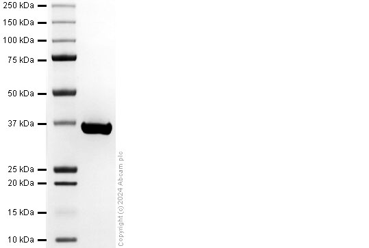 SDS-PAGE - Recombinant Human ALDR1 Protein (AB318943), expandable thumbnail