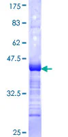 SDS-PAGE - Recombinant Human ALF protein (GST tag N-Terminus) (AB161255)