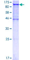 SDS-PAGE - Recombinant Human ALIX protein (AB132534)