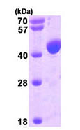 SDS-PAGE - Recombinant Human ALIX protein (AB93658), expandable thumbnail