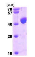 SDS-PAGE - Recombinant Human ALIX protein (His tag N-Terminus) (AB93658)