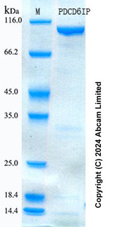 SDS-PAGE - Recombinant Human ALIX Protein Standard (His tag) (AB322103), expandable thumbnail