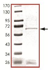 Recombinant Human ALK-7 protein