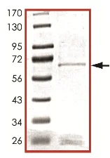 SDS-PAGE - Recombinant Human ALK-7 protein (AB125628)