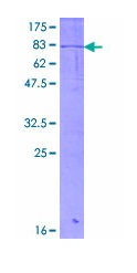 SDS-PAGE - Recombinant Human ALK-7 protein (AB132686), expandable thumbnail