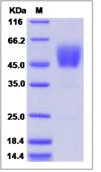 SDS-PAGE - Recombinant Human ALK-7 protein (Fc Chimera) (AB276329)