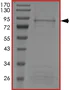SDS-PAGE - Recombinant human ALK (mutated F1174L) protein (AB186454)