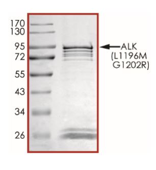 SDS-PAGE - Recombinant human ALK (mutated L1196M + G1202R) protein (Active) (AB268321), expandable thumbnail