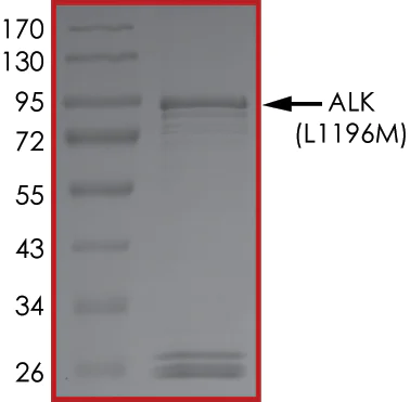 SDS-PAGE - Recombinant human ALK (mutated L1196M) protein (Active) (AB268322)