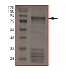 SDS-PAGE - Recombinant human ALK protein (Active) (AB186458), expandable thumbnail