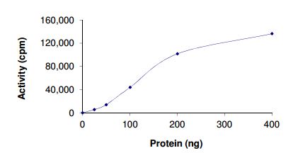 Functional Studies - Recombinant human ALK protein (Active) (AB187246), expandable thumbnail