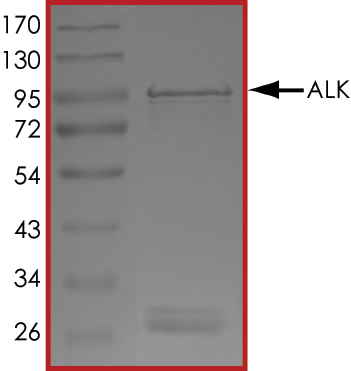 SDS-PAGE - Recombinant human ALK protein (Active) (AB187246), expandable thumbnail