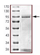 SDS-PAGE - Recombinant human ALK protein (Active) (AB187246), expandable thumbnail