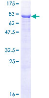 SDS-PAGE - Recombinant Human Alkaline Phosphatase protein (GST tag N-Terminus) (AB157880)