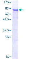 SDS-PAGE - Recombinant Human Alkaline Phosphatase protein (GST tag N-Terminus) (AB157880)