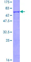 SDS-PAGE - Recombinant Human ALKBH1 protein (GST tag N-Terminus) (AB132191)