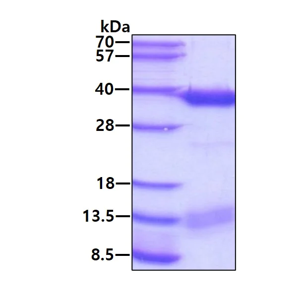 SDS-PAGE - Recombinant Human ALKBH2 protein (AB105622)