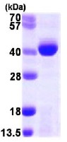 SDS-PAGE - Recombinant Human ALKBH3 protein (DDDDK tag N-Terminus + His tag N-Terminus) (AB105620)