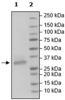SDS-PAGE - Recombinant Human ALKBH5 protein (DDDDK tag N-Terminus) (AB271361)