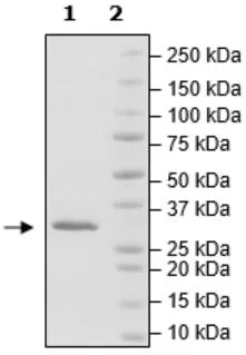 SDS-PAGE - Recombinant Human ALKBH5 protein (DDDDK tag N-Terminus) (AB271361)