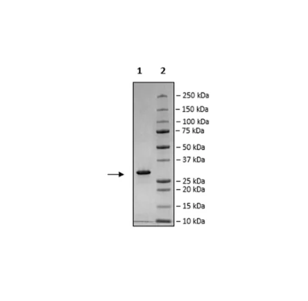 SDS-PAGE - Recombinant Human ALKBH5 protein (DDDDK tag N-Terminus) (AB271361)