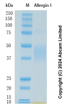 SDS-PAGE - Recombinant Human Allergin 1 Protein Standard (AB323167)