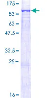 SDS-PAGE - Recombinant Human ALOX12B protein (GST tag N-Terminus) (AB157877)