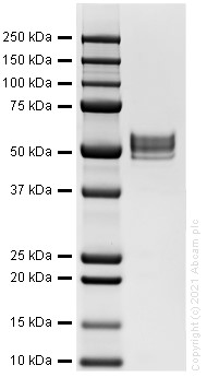SDS-PAGE - Recombinant human alpha 1 Antitrypsin protein (Active) (AB282404), expandable thumbnail