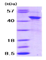 SDS-PAGE - Recombinant Human alpha 1 Antitrypsin protein (Tag Free) (AB79181)