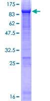 SDS-PAGE - Recombinant Human alpha 1 Fetoprotein (GST tag N-Terminus) (AB114216)
