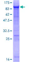 SDS-PAGE - Recombinant Human alpha 1 Fetoprotein (GST tag N-Terminus) (AB114216)