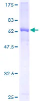 SDS-PAGE - Recombinant Human Alpha 1 microglobulin protein (GST tag N-Terminus) (AB157883)
