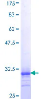SDS-PAGE - Recombinant Human alpha 1d Adrenergic Receptor protein (GST tag N-Terminus) (AB157861)
