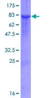 SDS-PAGE - Recombinant Human Alpha 2 Antiplasmin protein (GST tag N-Terminus) (AB152615)