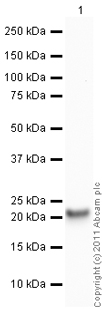 Recombinant human alpha A Crystallin/CRYAA protein
